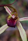 Caladenia oenochila Wine-lipped Spider-orchid3